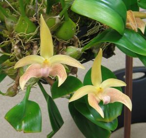 Bulbophyllum Jan Ragan Windflower HCC